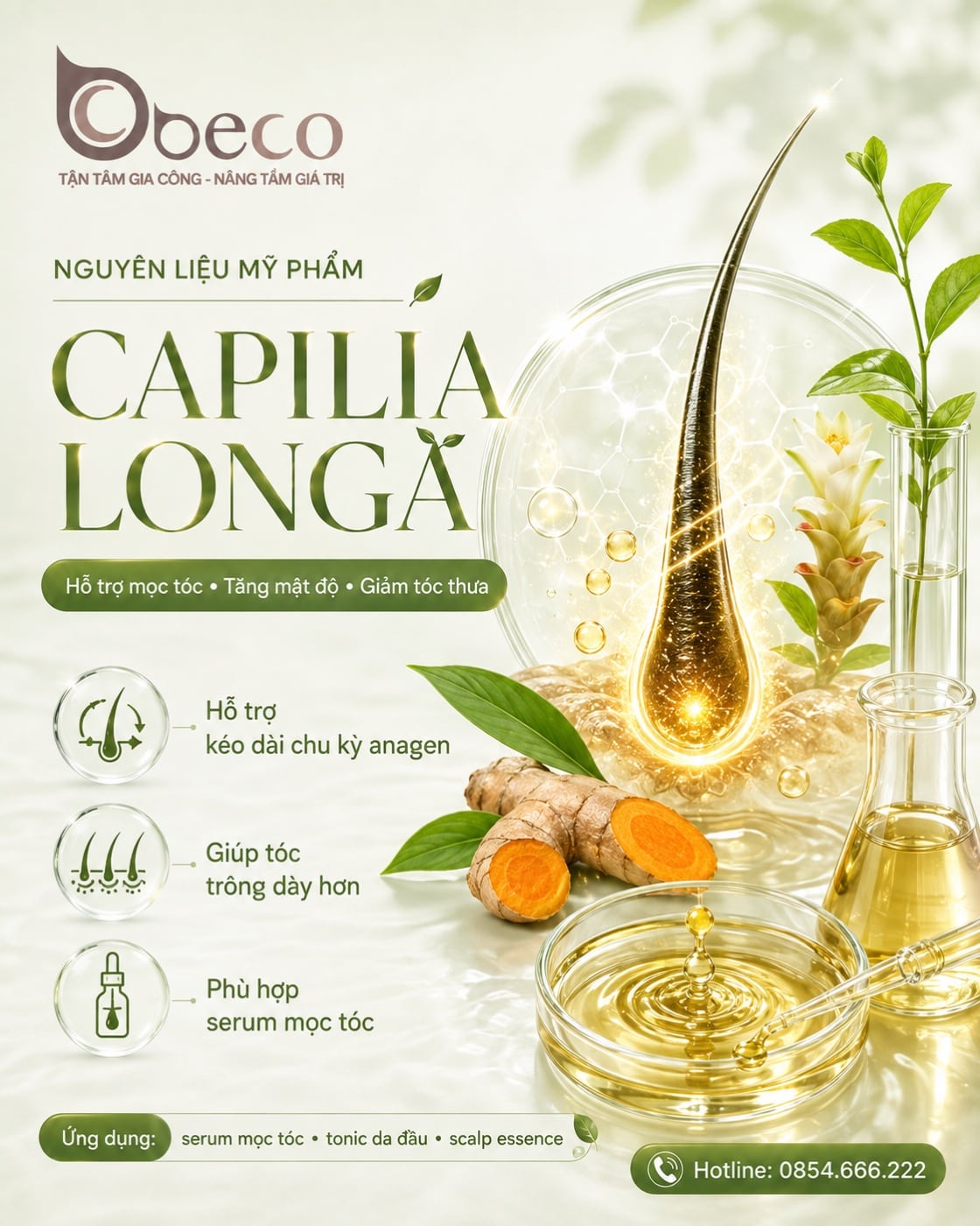 Nguyên liệu Capilia Longa trong danh mục nguyên liệu của BECO