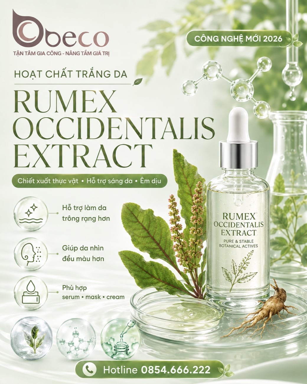 Chiết xuất Rumex Occidentalis trong danh mục nguyên liệu của BECO
