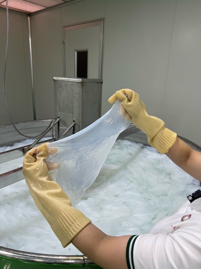 Miếng biocellulose được vớt lên từ bể lên men nước dừa tại nhà máy BECO
